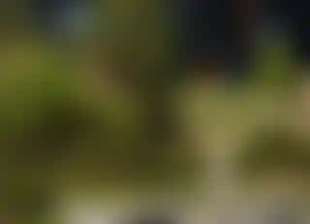 Зелёный город